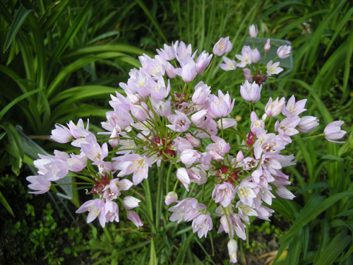 Allium unifolium