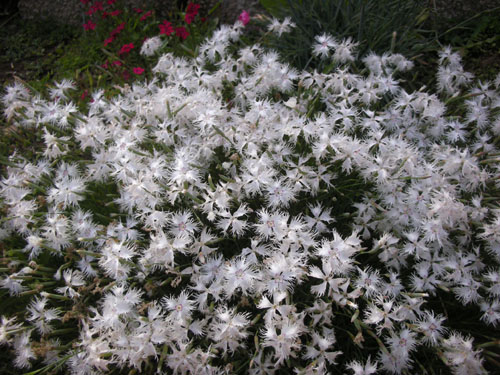 Dianthus superbus