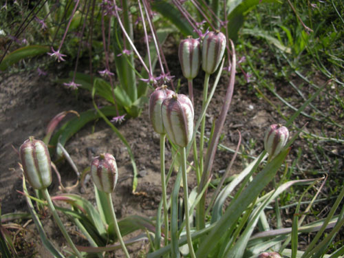 Tulipa clusiana 'Lady Jane'