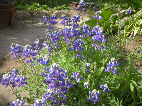 Self-sowing lupine