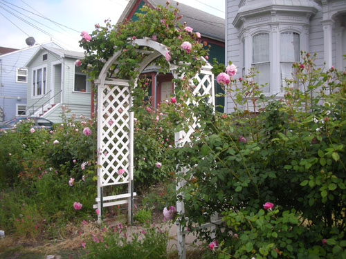 Rose arbor in bloom