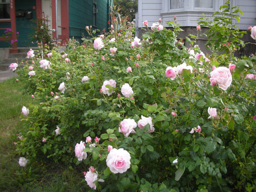 Rose hedge in bloom