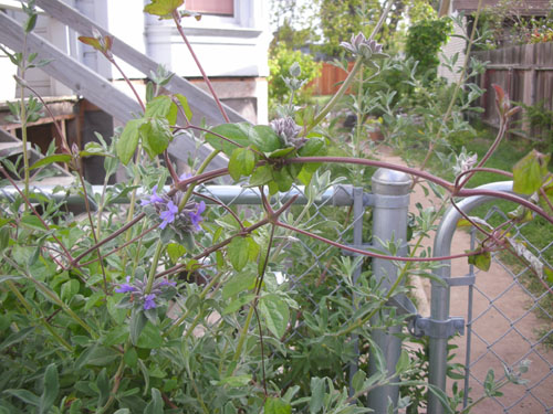 Salvia clevelandii vs. clematis