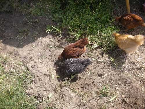 Chickens interfering