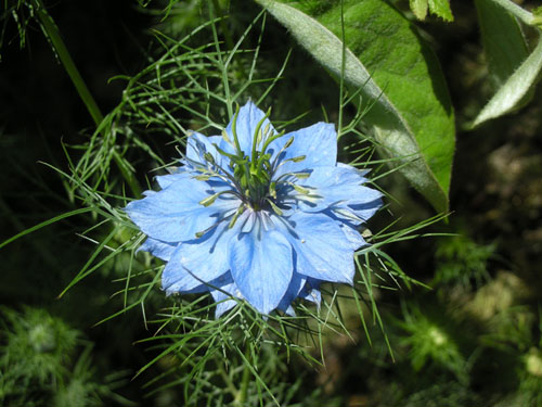 Nigella flower