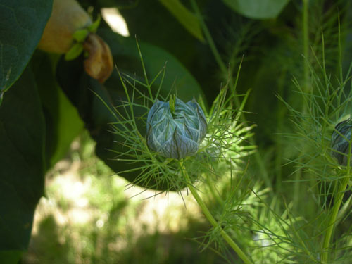 Nigella bud