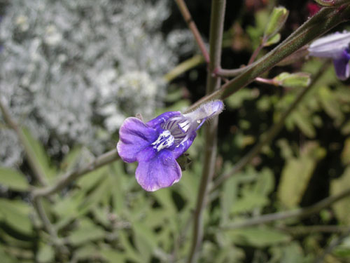 Salvia candelabrum