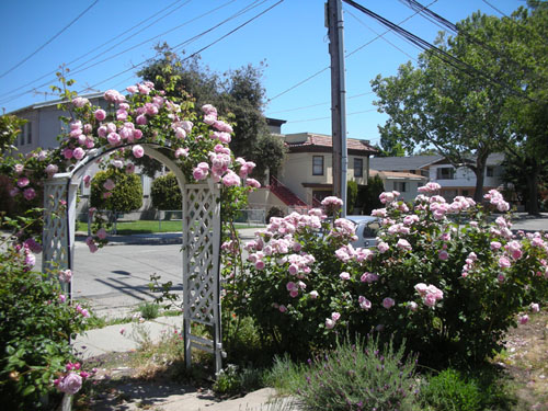 Rose hedge