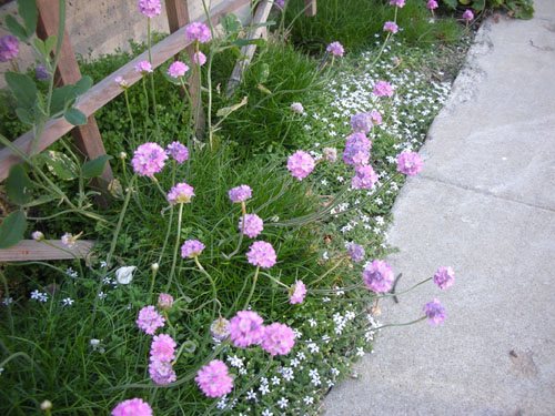 Armeria and isotoma