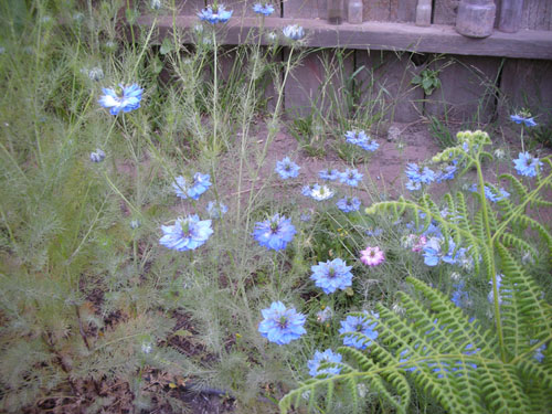 Nigella patch