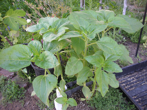 Volunteer sunflower