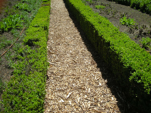 Wood chips between boxwood