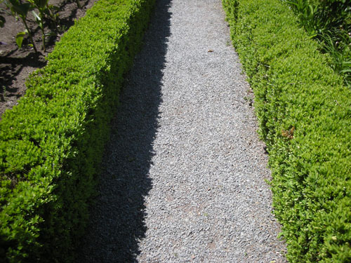 Gravel and boxwood