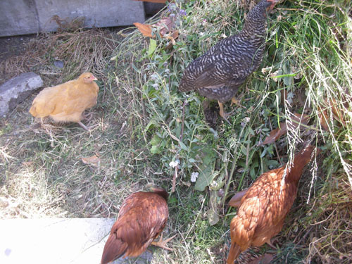 Chickens in the compost