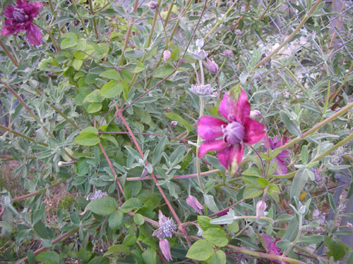 Clematis in the Salvia clevelandii