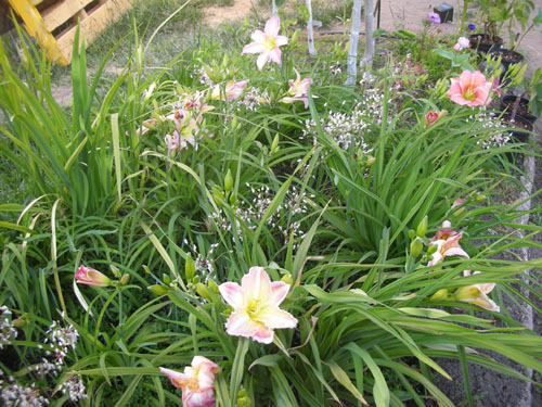 Daylilies and allium