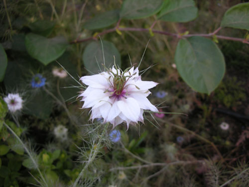 White nigella