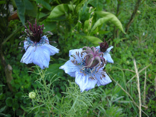 Nigella hispanica