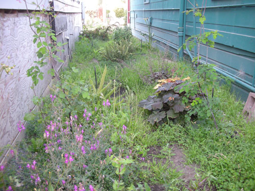 Fern Walk, overgrown