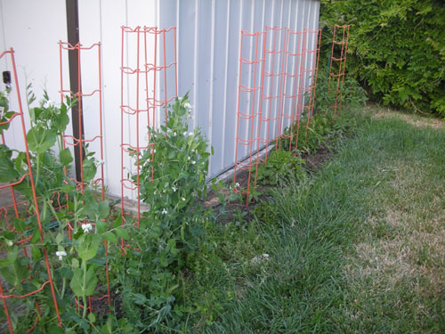 Tomato bed