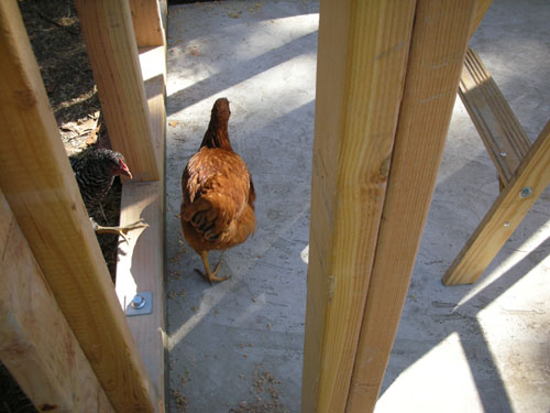 Chickens inspecting the work