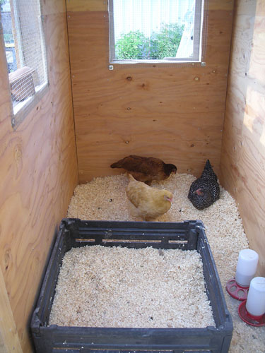New windows in the chicken room