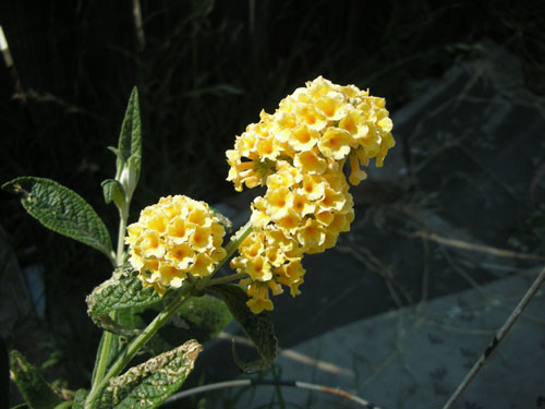 Buddleia honeycomb