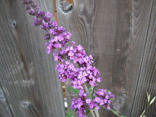 Buddleia Royal Red