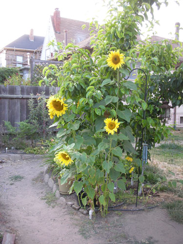 Volunteer sunflowers