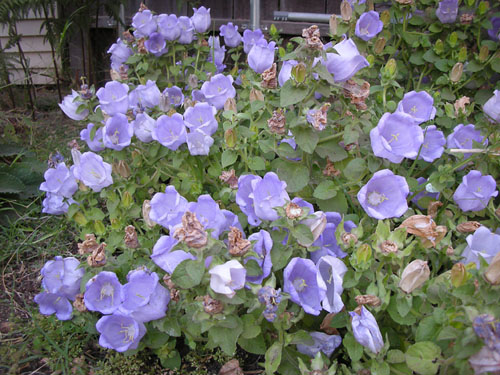 Campanula incurva in bloom