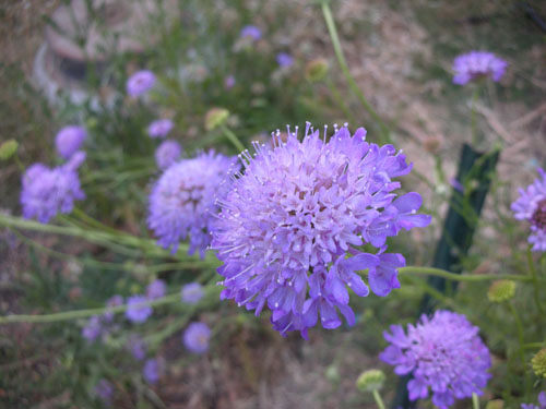 Scabiosa