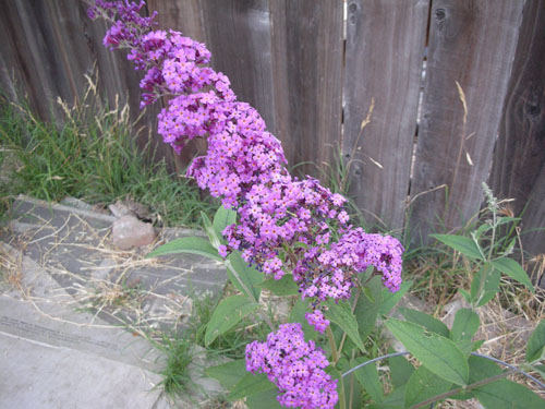 Buddleia