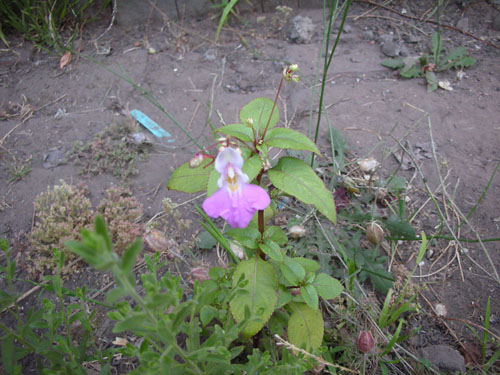 Mystery plant