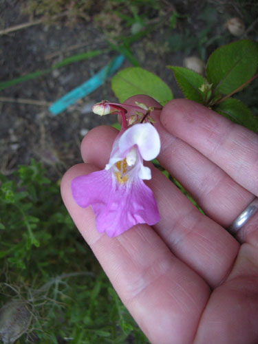 Mystery plant flower