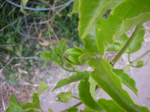Passiflora bud