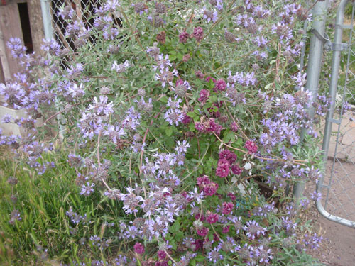 Salvia clevelandia and clematis