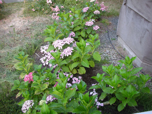 Hydrangea bed