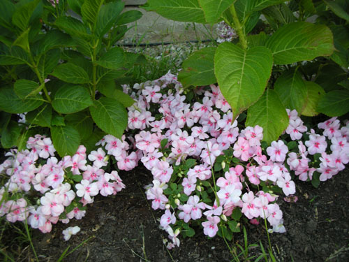 Impatiens looking happy