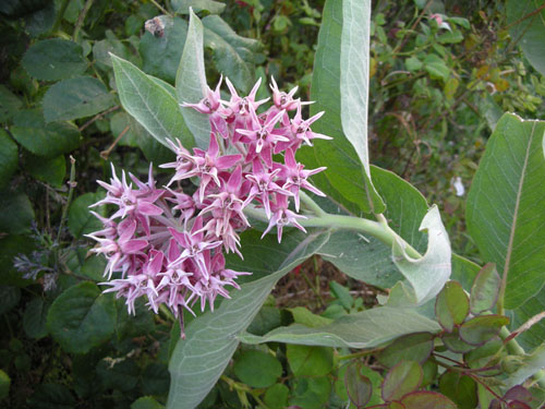 Asclepias speciosa