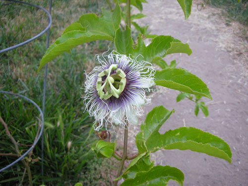 Passiflora Frederick