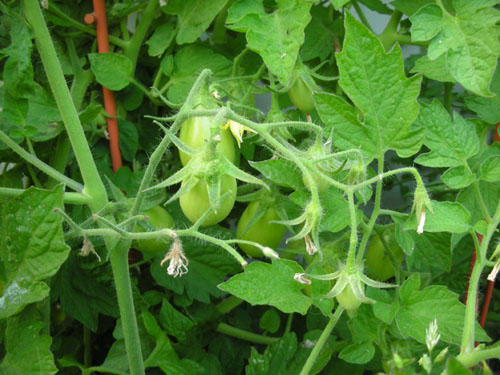 Roma tomatoes