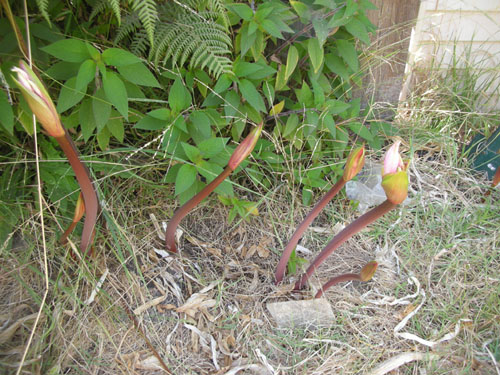 Amaryllis belladonna buds