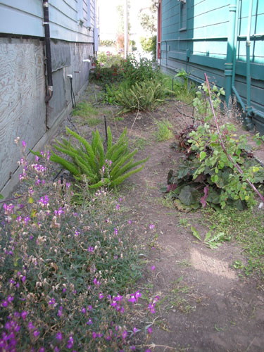 Newly weeded Fern Walk