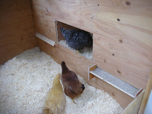 The chickens inspect the work site