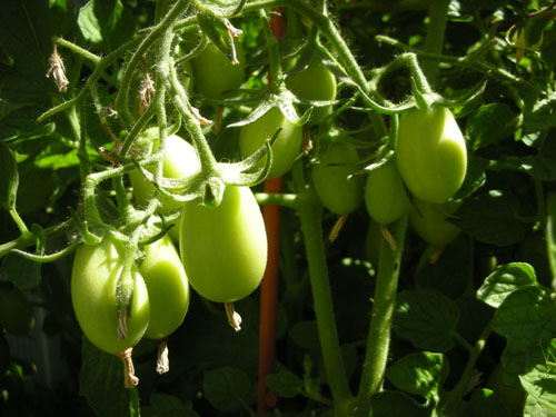 Roma tomatoes