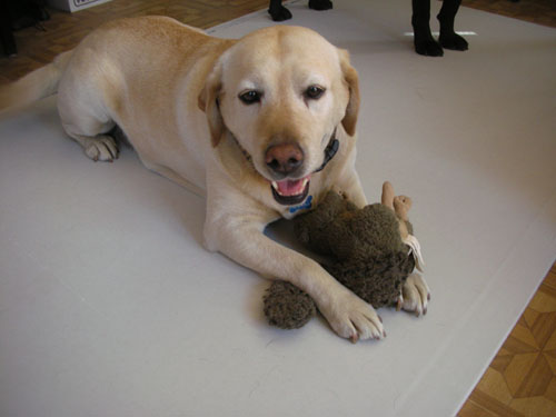 Goldie on the drywall