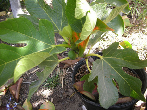 Fruiting fig