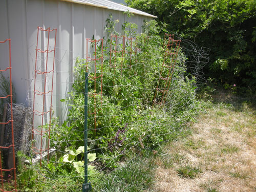 Tomato patch out of control