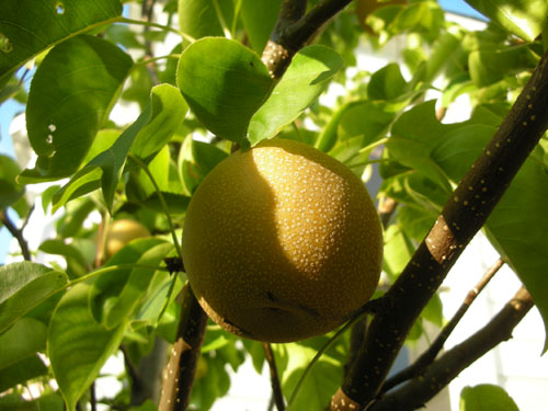 Hosui Asian pear