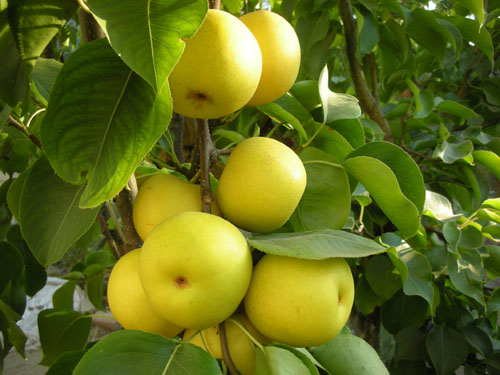 Shinseiki Asian pear